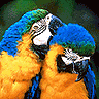 Birds avatars