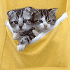 Cats avatars