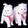 Cats avatars