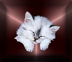 Cats avatars