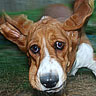 Dogs avatars