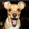 Dogs avatars