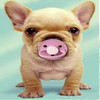 Dogs avatars