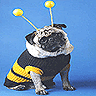 Dogs avatars