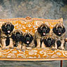 Dogs avatars