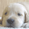 Dogs avatars