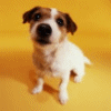 Dogs avatars