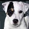 Dogs avatars