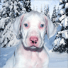 Dogs avatars