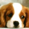 Dogs avatars