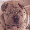Dogs avatars