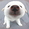 Dogs avatars