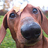 Dogs avatars