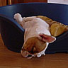 Dogs avatars