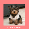 Dogs avatars