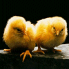 avatari - Page 21 Avatars-easter-692064