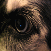 Eyes avatars