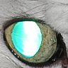 Eyes avatars
