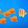 Fish avatars