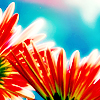 Flowers and nature avatars