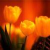 Flowers and nature avatars
