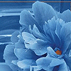Flowers and nature avatars