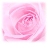Flowers and nature avatars