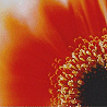 Flowers and nature avatars