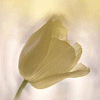 Flowers and nature avatars