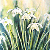 Flowers and nature avatars