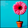 Flowers avatars