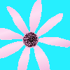 Flowers avatars
