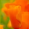 Flowers avatars
