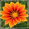 Flowers avatars