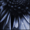 Flowers avatars