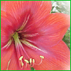 Flowers avatars