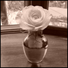 Flowers avatars