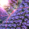 Flowers avatars