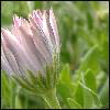 Flowers avatars