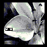 Flowers avatars