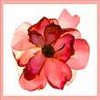 Flowers avatars