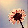 Flowers avatars