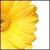 Flowers avatars