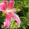 Flowers avatars