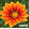 Flowers avatars