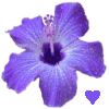 Flowers avatars