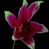 Flowers avatars