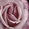 Flowers avatars