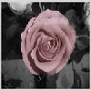 Flowers avatars