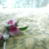 Flowers avatars